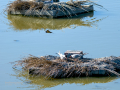 Charrán común - Sterna hirundo - Xatrac comú