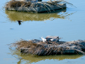 Charrán común - Sterna hirundo - Xatrac comú