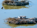 Charrán común - Sterna hirundo - Xatrac comú