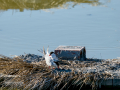 Charrán común - Sterna hirundo - Xatrac comú