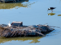 Charrán común - Sterna hirundo - Xatrac comú