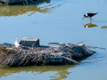 Charrán común - Sterna hirundo - Xatrac comú