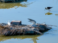Charrán común - Sterna hirundo - Xatrac comú