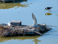 Charrán común - Sterna hirundo - Xatrac comú