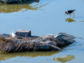 Charrán común - Sterna hirundo - Xatrac comú