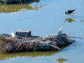 Charrán común - Sterna hirundo - Xatrac comú