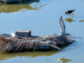 Charrán común - Sterna hirundo - Xatrac comú