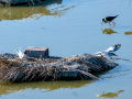 Charrán común - Sterna hirundo - Xatrac comú