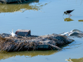 Charrán común - Sterna hirundo - Xatrac comú