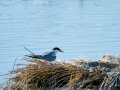 Charrán común - Sterna hirundo - Xatrac comú