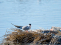 Charrán común - Sterna hirundo - Xatrac comú