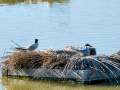 Charrán común - Sterna hirundo - Xatrac comú