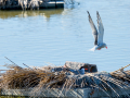 Charrán común - Sterna hirundo - Xatrac comú