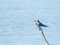 Charrán común - Sterna hirundo - Xatrac comú