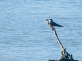 Charrán común - Sterna hirundo - Xatrac comú