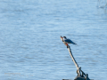 Charrán común - Sterna hirundo - Xatrac comú