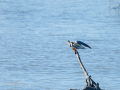 Charrán común - Sterna hirundo - Xatrac comú