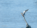 Charrán común - Sterna hirundo - Xatrac comú