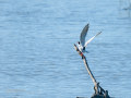 Charrán común - Sterna hirundo - Xatrac comú