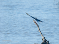 Charrán común - Sterna hirundo - Xatrac comú