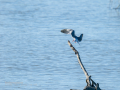 Charrán común - Sterna hirundo - Xatrac comú