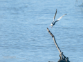 Charrán común - Sterna hirundo - Xatrac comú