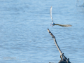 Charrán común - Sterna hirundo - Xatrac comú