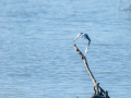 Charrán común - Sterna hirundo - Xatrac comú