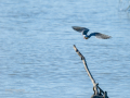 Charrán común - Sterna hirundo - Xatrac comú