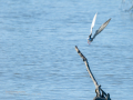 Charrán común - Sterna hirundo - Xatrac comú