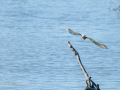 Charrán común - Sterna hirundo - Xatrac comú