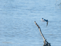 Charrán común - Sterna hirundo - Xatrac comú