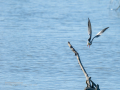 Charrán común - Sterna hirundo - Xatrac comú