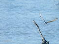 Charrán común - Sterna hirundo - Xatrac comú