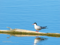 Charrán común - Sterna hirundo - Xatrac comú