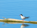 Charrán común - Sterna hirundo - Xatrac comú