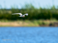 Charrán común - Sterna hirundo - Xatrac comú