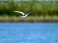 Charrán común - Sterna hirundo - Xatrac comú