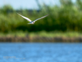 Charrán común - Sterna hirundo - Xatrac comú