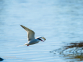 Charrán común - Sterna hirundo - Xatrac comú