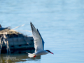 Charrán común - Sterna hirundo - Xatrac comú