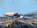 Charrán común - Sterna hirundo - Xatrac comú