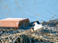 Charrán común - Sterna hirundo - Xatrac comú