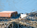 Charrán común - Sterna hirundo - Xatrac comú
