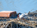 Charrán común - Sterna hirundo - Xatrac comú