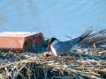 Charrán común - Sterna hirundo - Xatrac comú