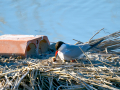 Charrán común - Sterna hirundo - Xatrac comú