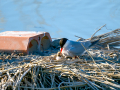 Charrán común - Sterna hirundo - Xatrac comú