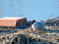 Charrán común - Sterna hirundo - Xatrac comú