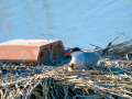 Charrán común - Sterna hirundo - Xatrac comú